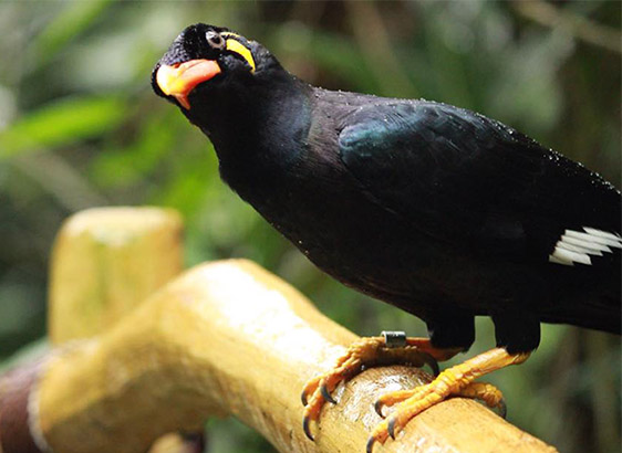 Nyambura.co - A Curious Bird