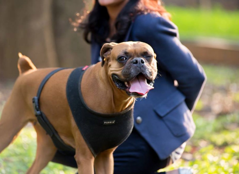 Nyambura.co - Barkcam - How to take great pictures of your dog