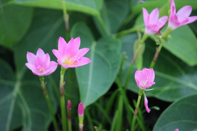 Nyambura.co - Lilies in Goa