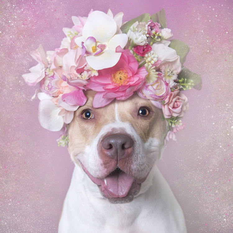 Nyambura.co - Flower Power Pitbulls