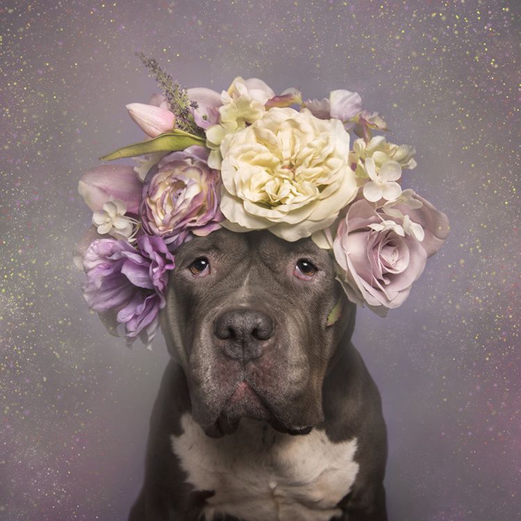 Nyambura.co - Flower Power Pitbulls