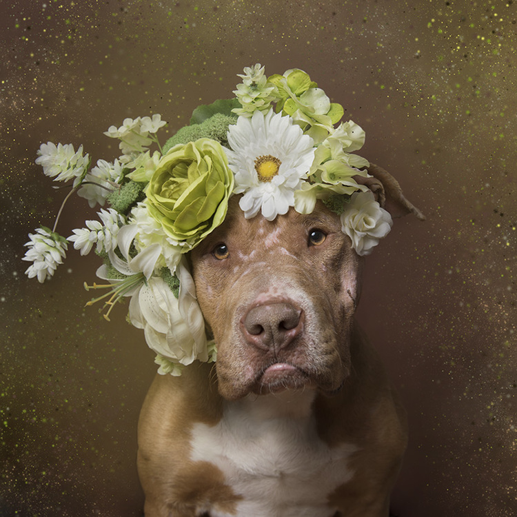 Nyambura.co - Flower Power Pitbulls