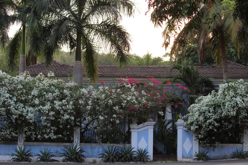 Nyambura.co - Goan Rhapsody