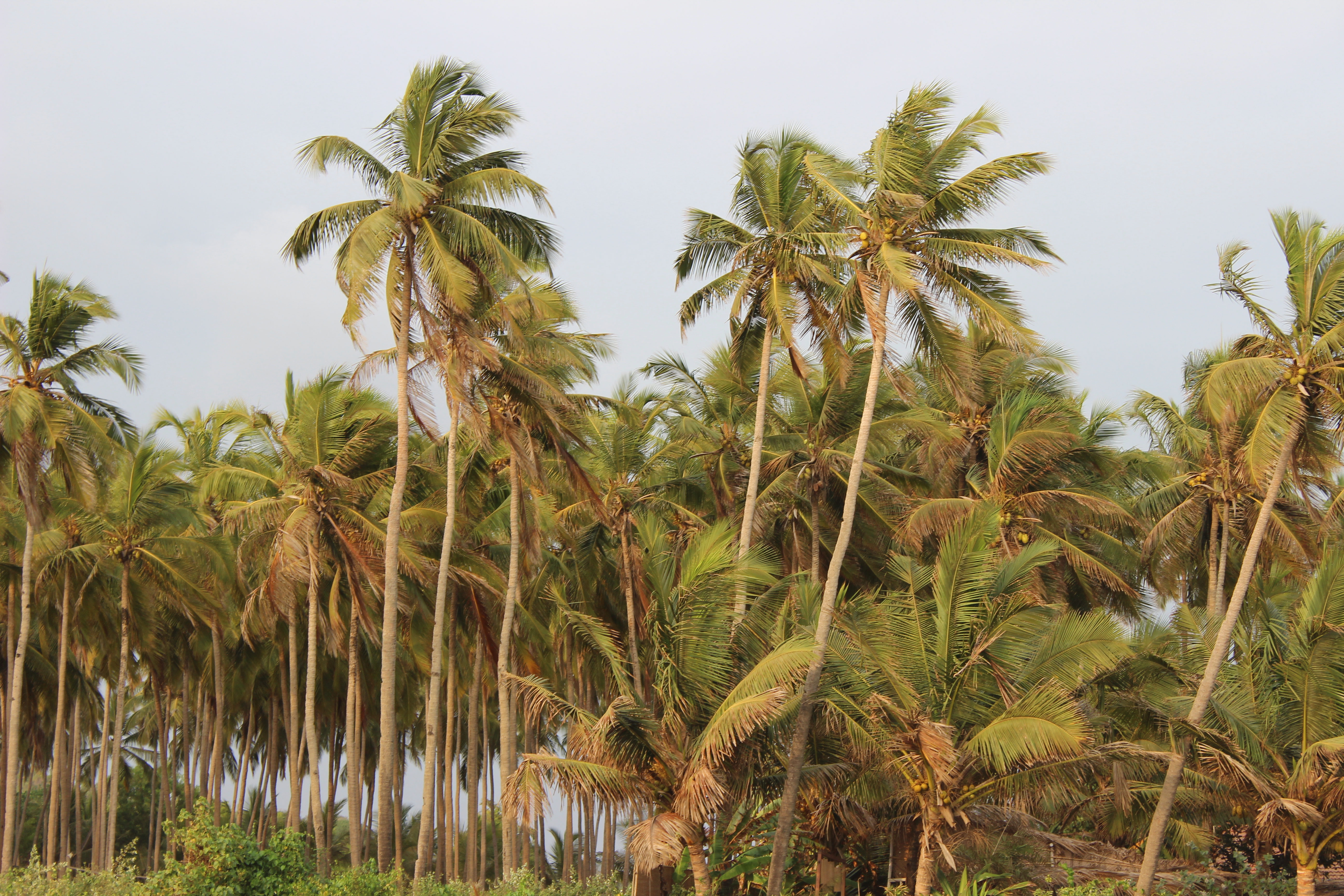 Nyambura.co - Goan Rhapsody