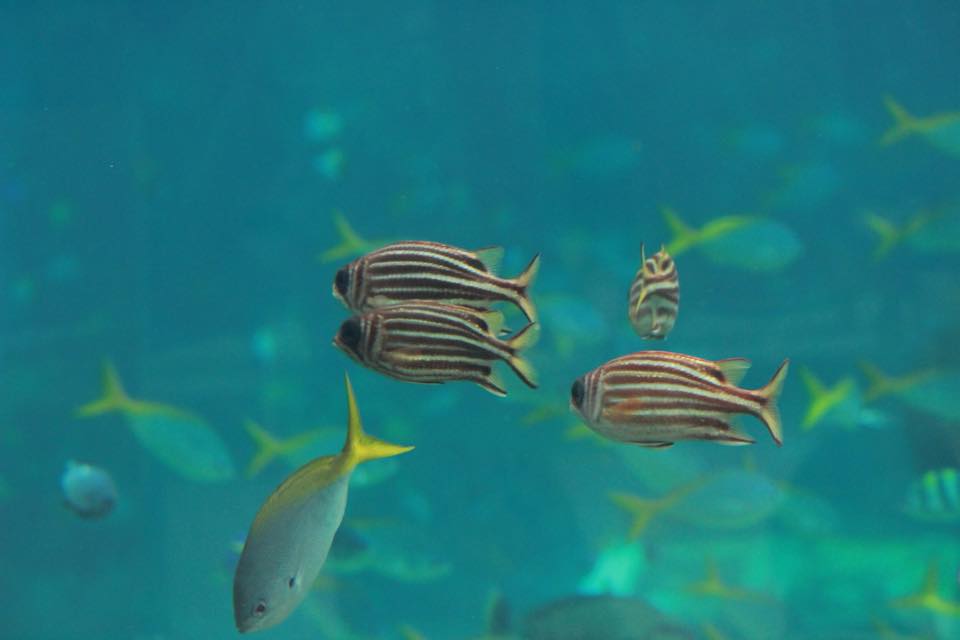 Nyambura.co - Guide to Singapore