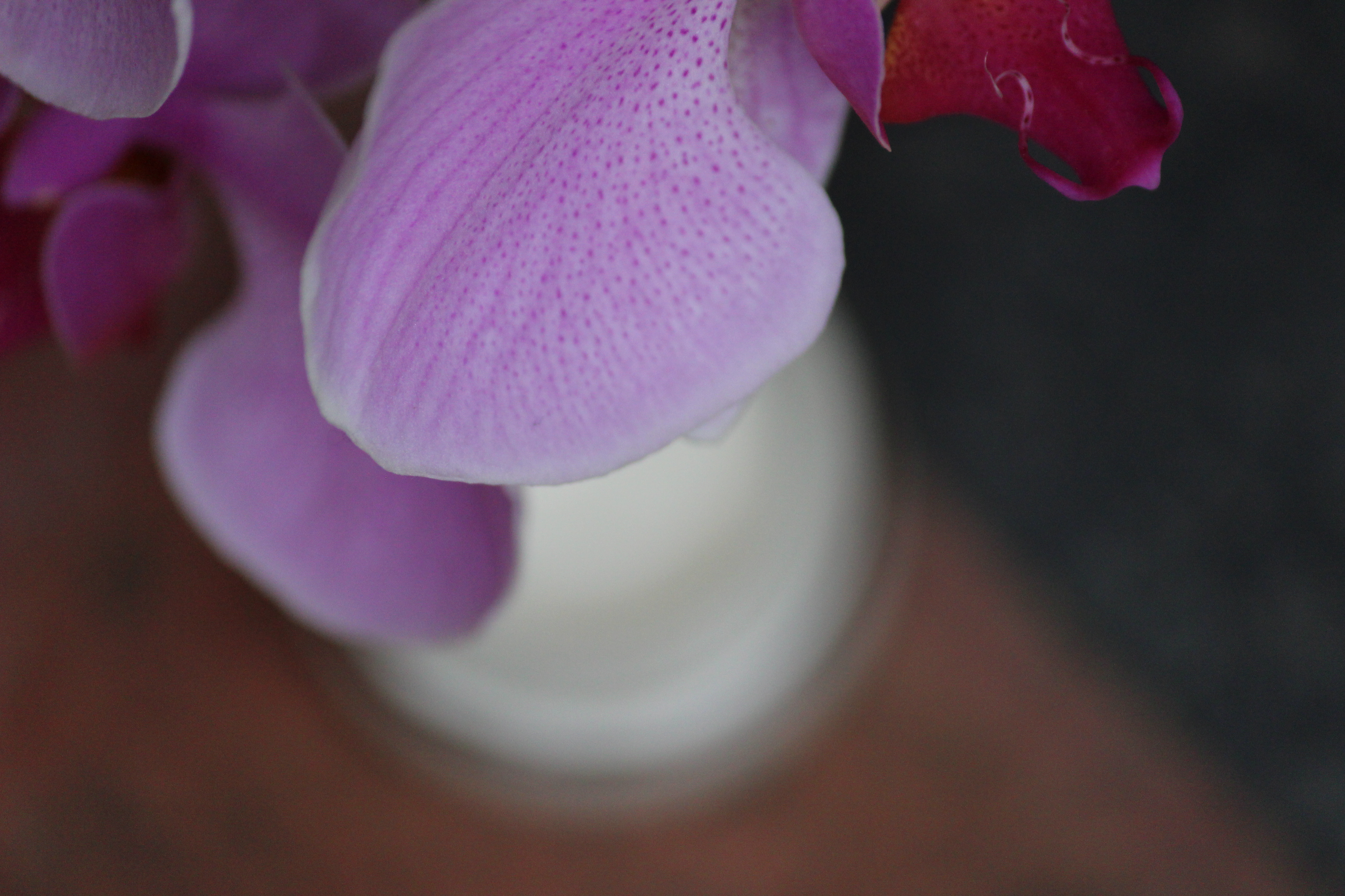 Nyambura.co - Burts Bees Radiance Eye Cream