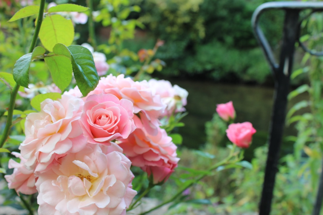 Nyambura.co - Salisbury