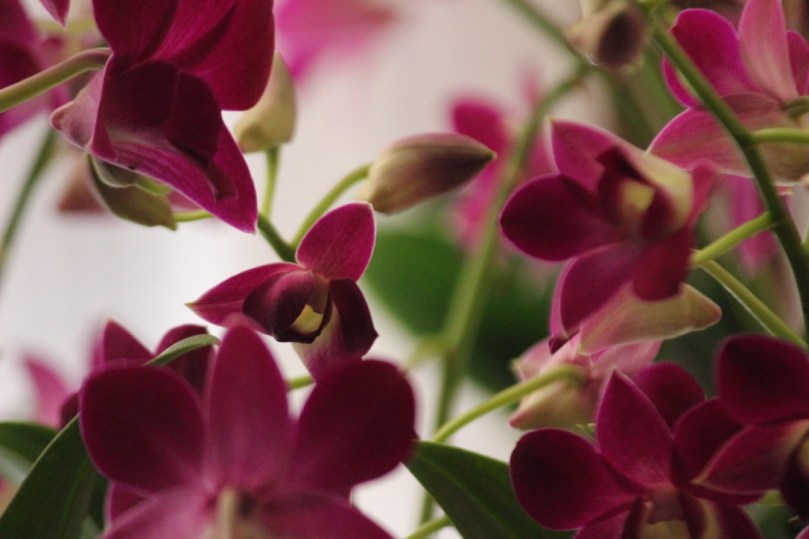 Nyambura.co - How to grow Orchids