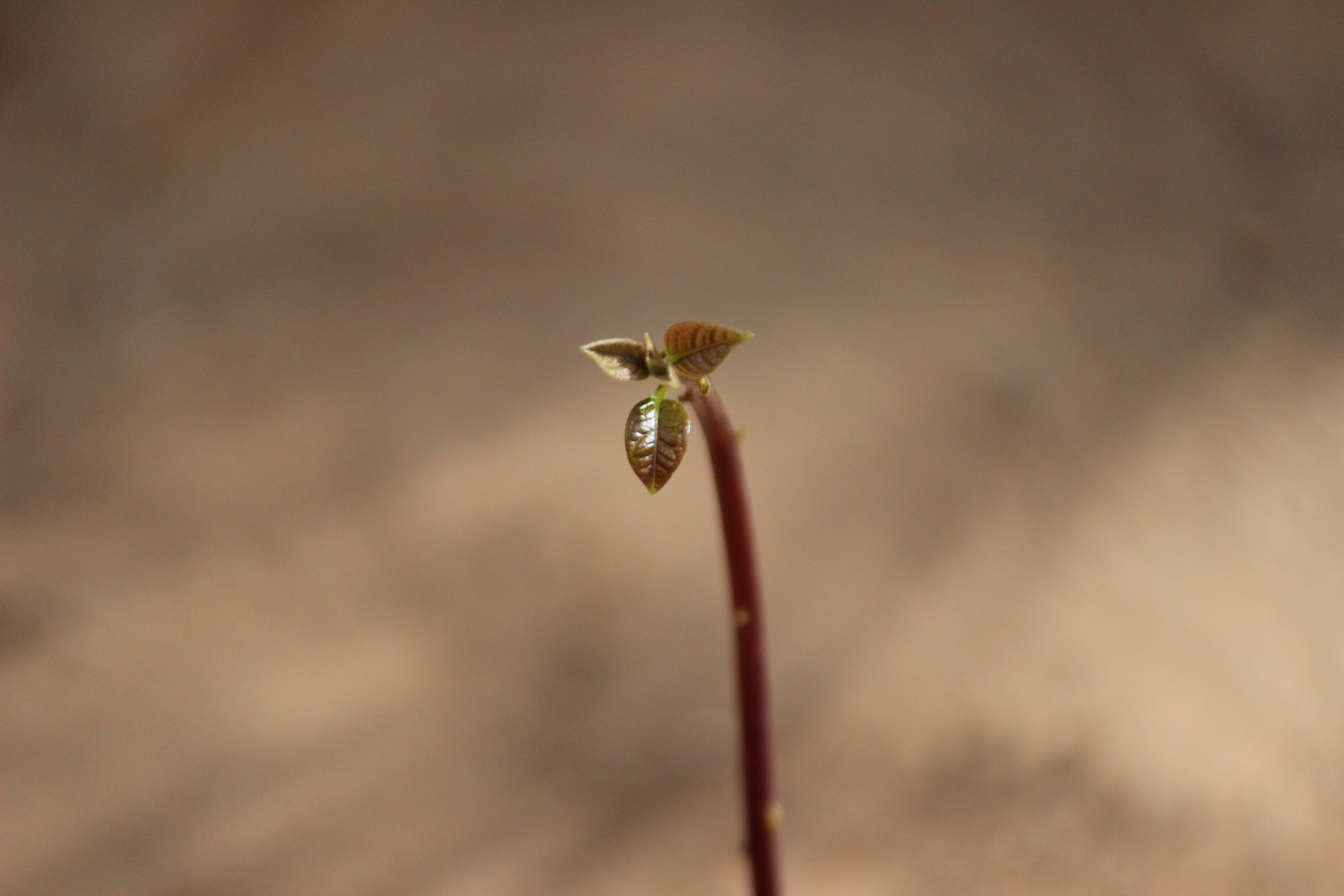 Nyambra.co - How to grow an avocado tree