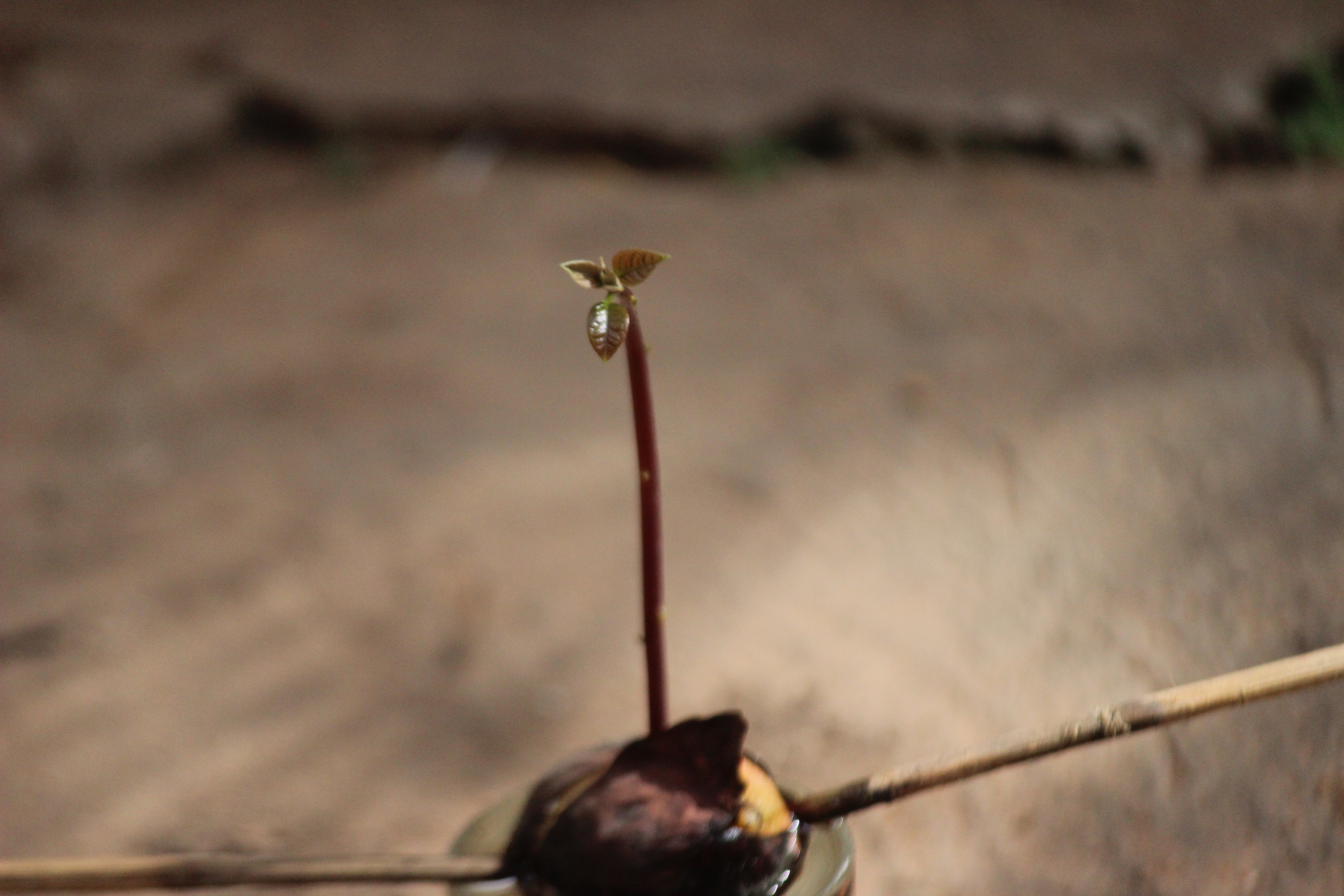 Nyambra.co - How to grow an avocado tree